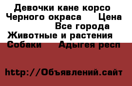 Девочки кане корсо. Черного окраса.  › Цена ­ 65 000 - Все города Животные и растения » Собаки   . Адыгея респ.